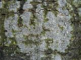 Lecanora carpinea