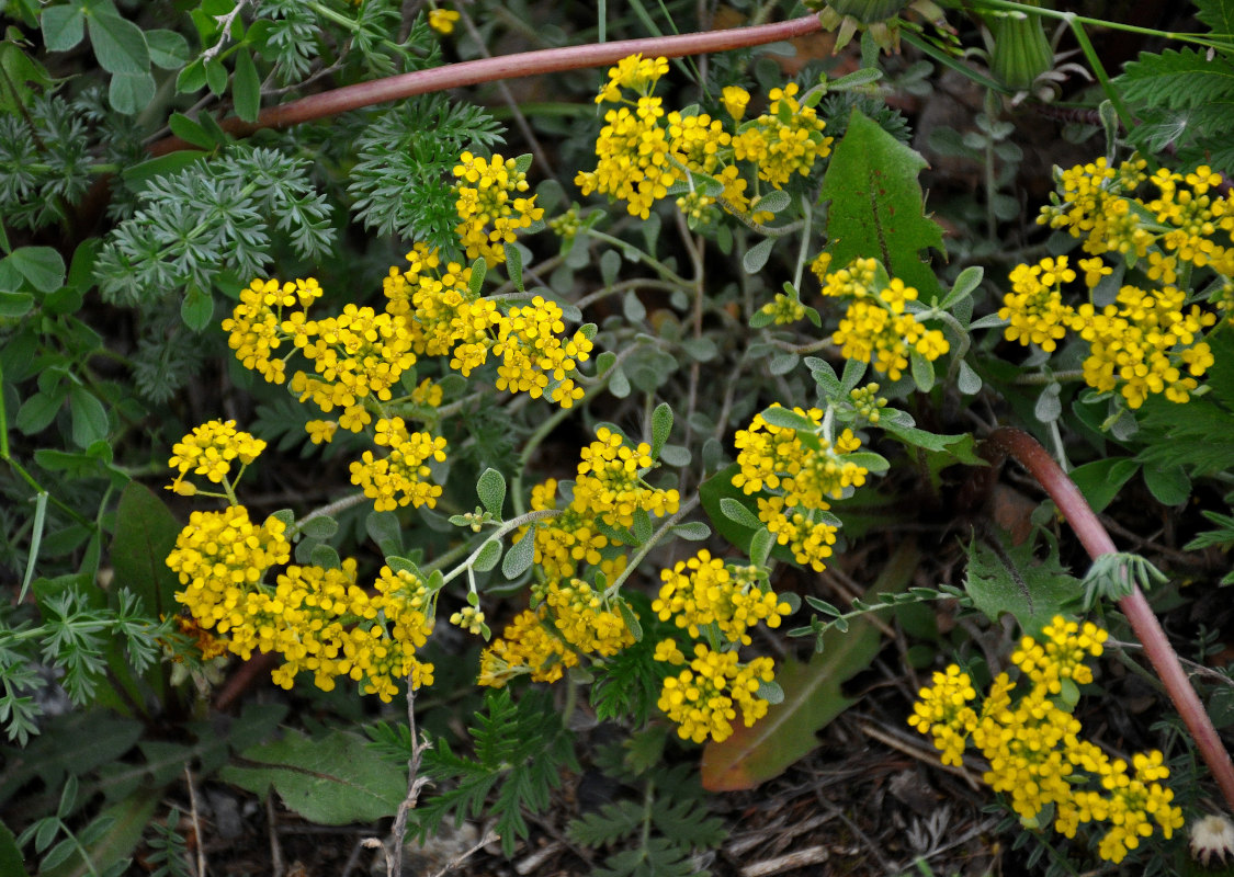 Image of Odontarrhena obovata specimen.