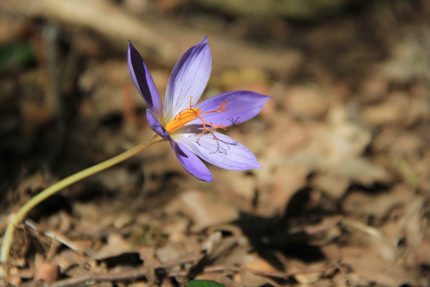 Изображение особи Crocus speciosus.