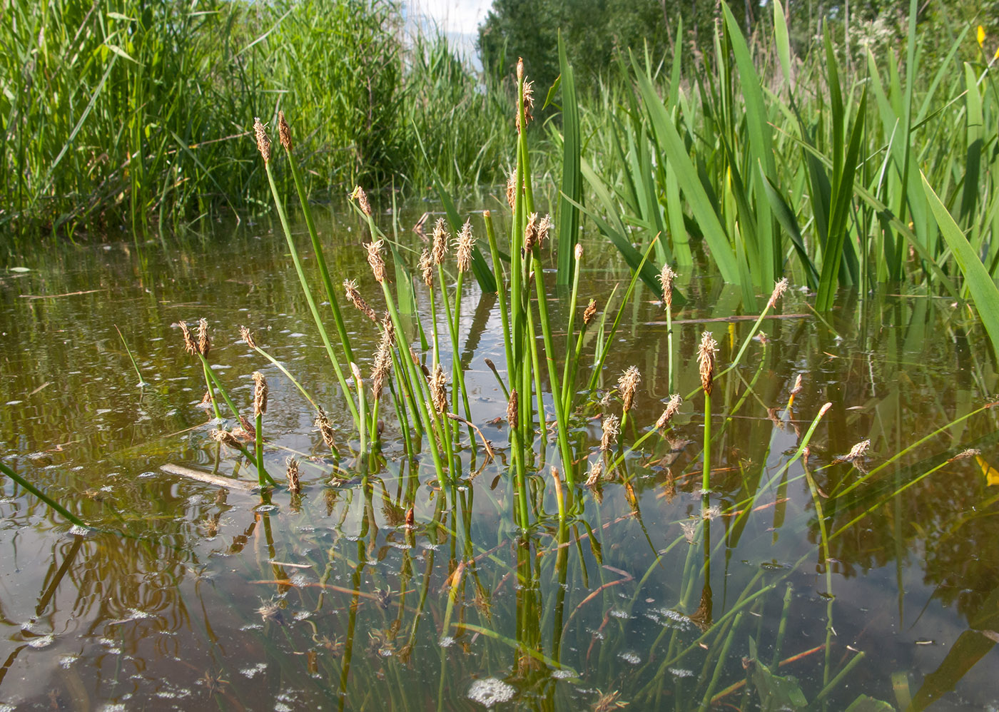 Изображение особи Eleocharis palustris.