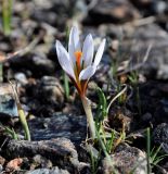 Crocus hartmannianus