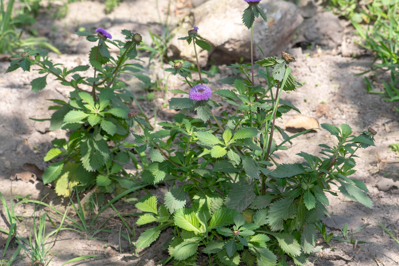 Изображение особи Centratherum punctatum.