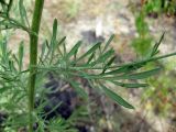 Centaurea borysthenica