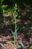 Ophrys oestrifera. Цветущее растение (высота растения 43 см; соцветия 15 см). Краснодарский край, г/о Новороссийск, щель Кравченкова В оз. Сукко (Кипарисовое озеро), пойменный лес. 16 мая 2019 г.