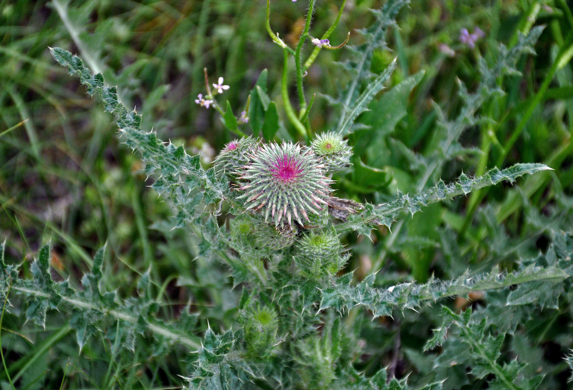 Изображение особи Carduus uncinatus.