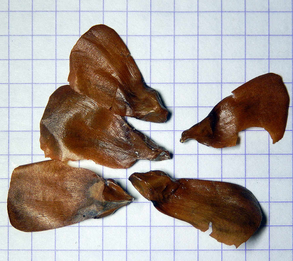 Image of Abies nordmanniana specimen.
