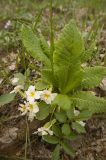 Primula vulgaris. Цветущее растение. Крым, Бахчисарайский р-н, лиственный лес на левом берегу р. Сары-Узень. Начало мая 2010 г.