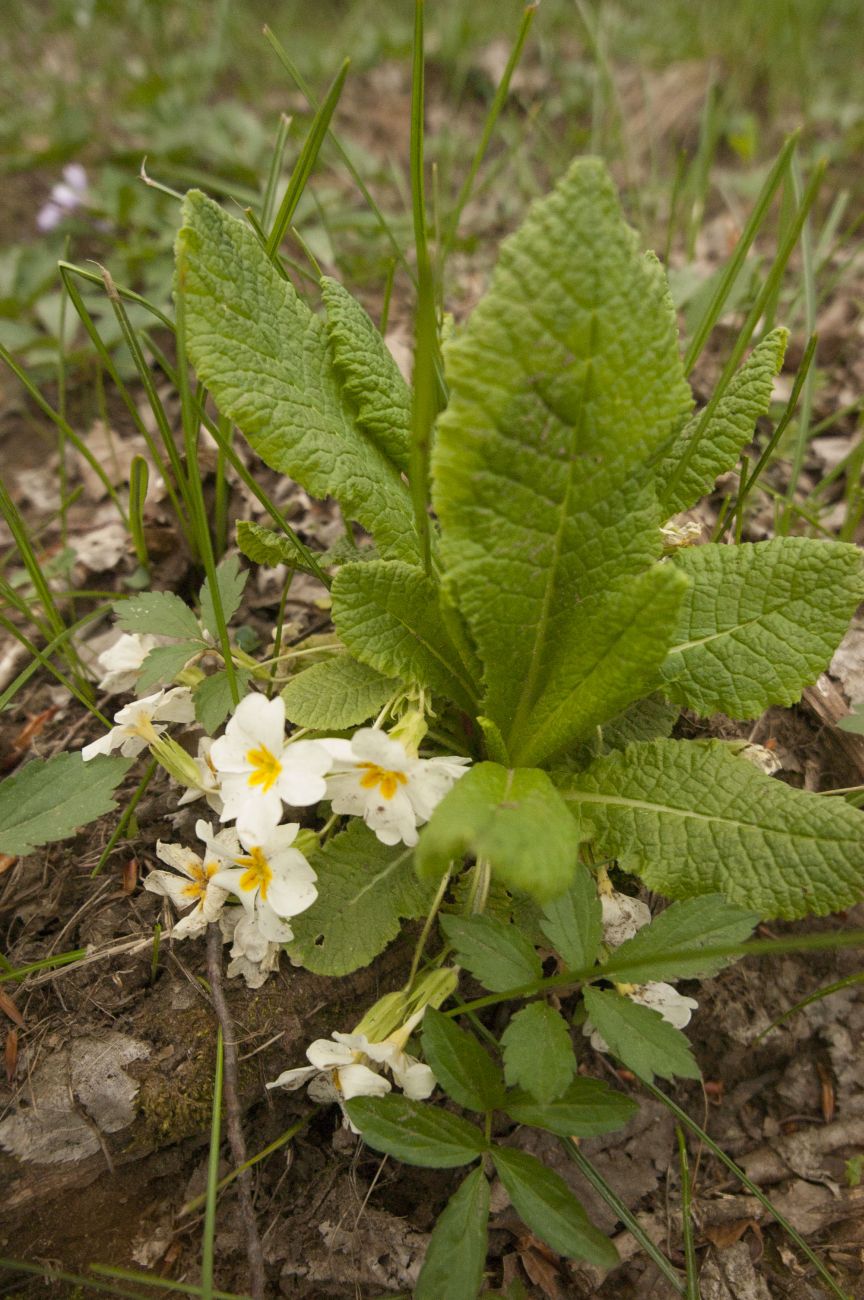 Image of Primula vulgaris specimen.