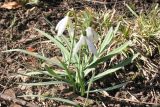 Galanthus nivalis