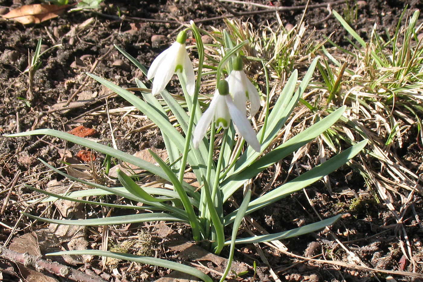Image of Galanthus nivalis specimen.