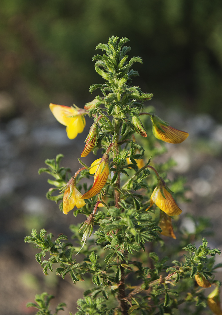 Изображение особи Ononis natrix ssp. hispanica.