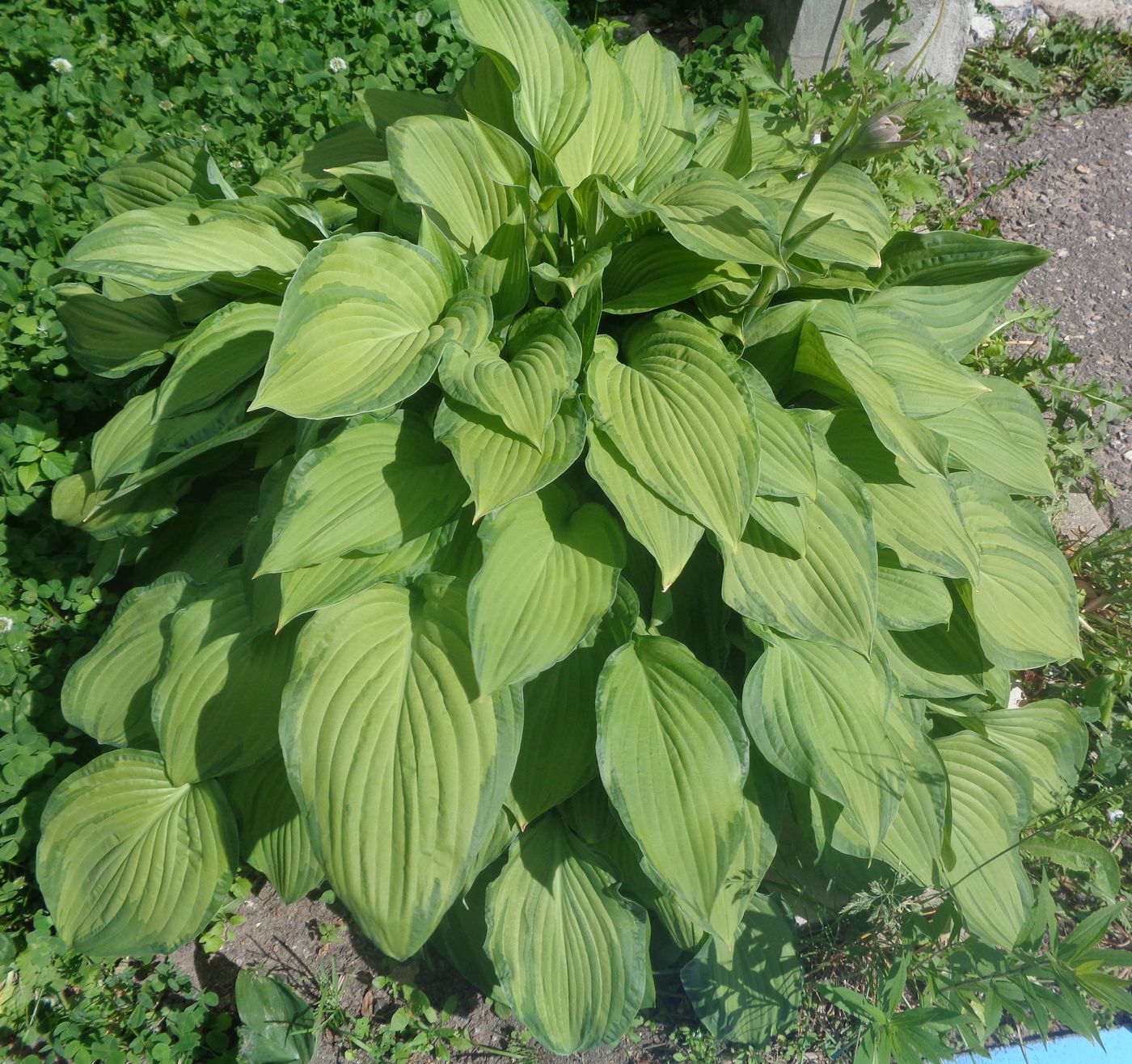 Изображение особи Hosta albomarginata.