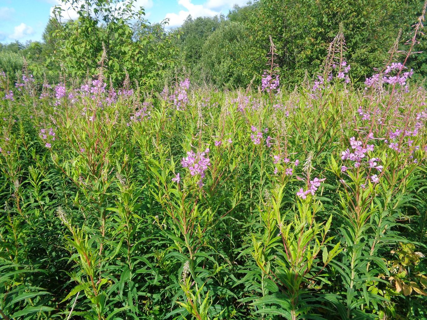 Изображение особи Chamaenerion angustifolium.