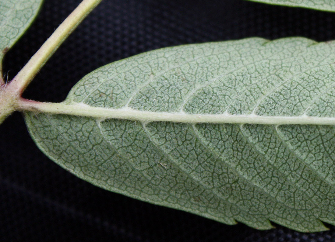 Image of Sorbus aucuparia specimen.