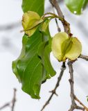 Combretum apiculatum