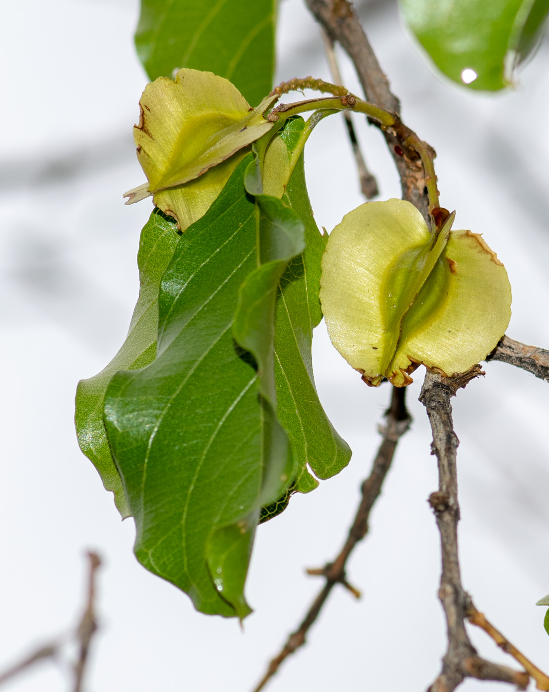 Изображение особи Combretum apiculatum.