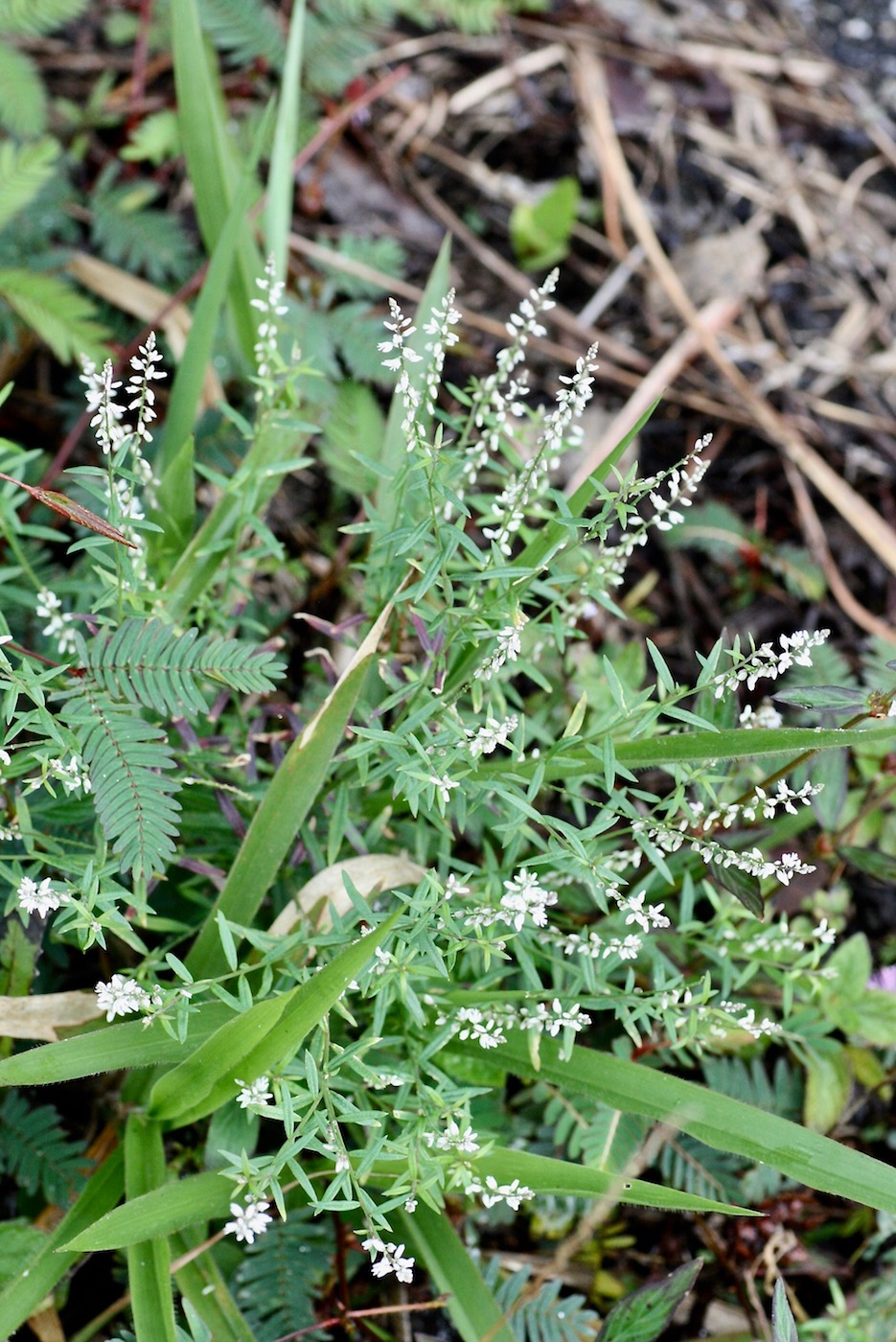 Изображение особи Polygala paniculata.