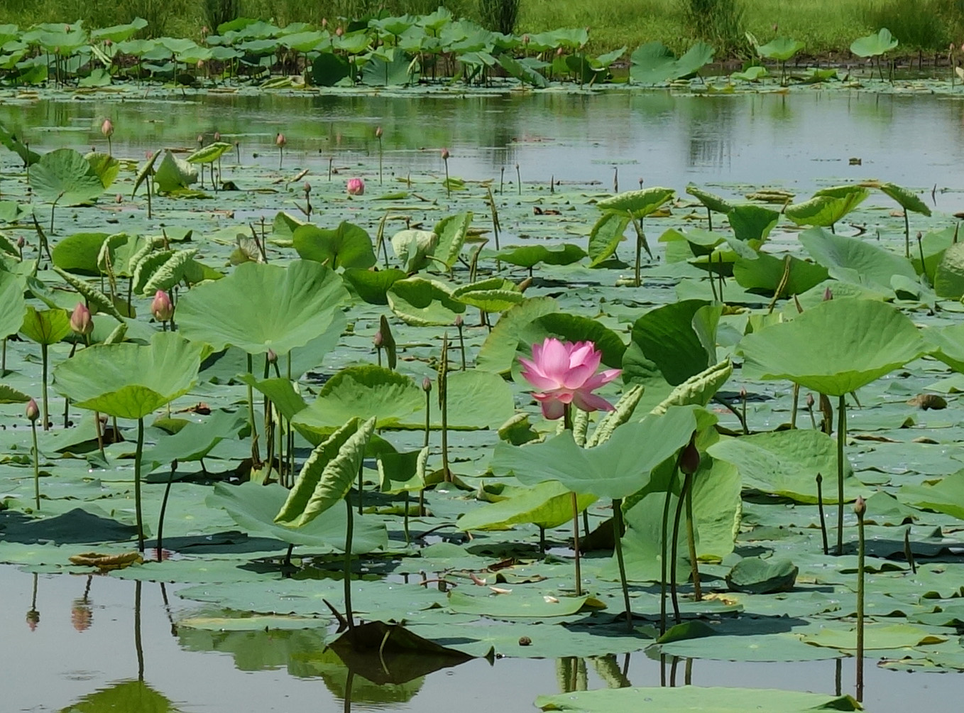 Изображение особи Nelumbo komarovii.