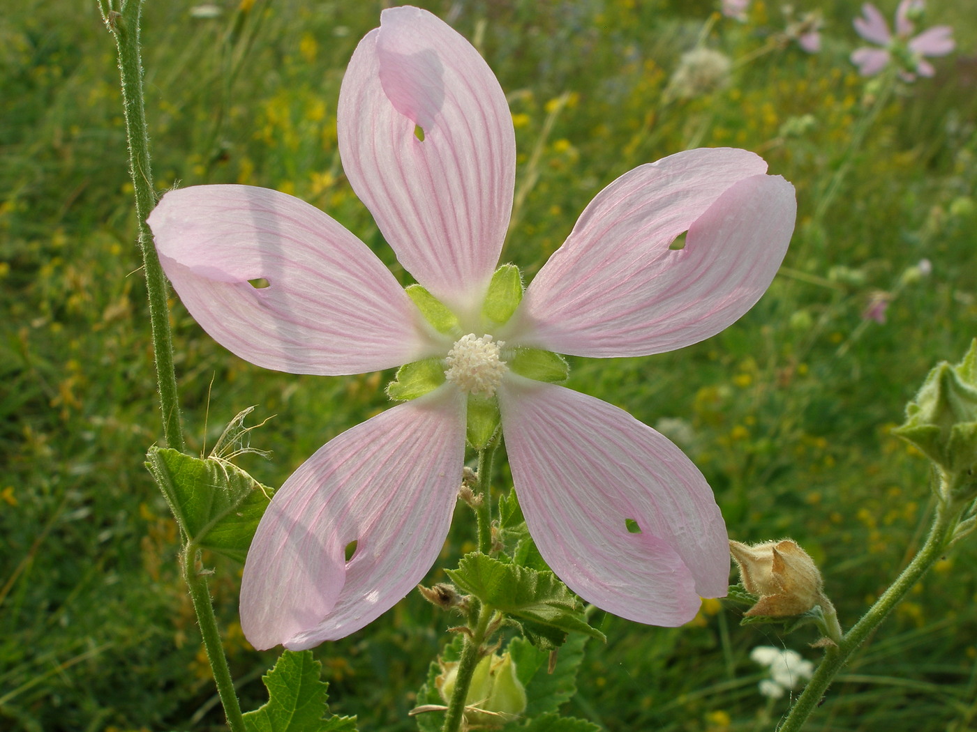 Image of Malva thuringiaca specimen.