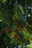 Taxus baccata. Верхушка веточки с семенами. Краснодарский край, МО город-курорт Сочи, Адлерский р-н, м-н Адлер, окр. устья р. Мзымта, дендропарк «Южные культуры». 2 октября 2019 г.