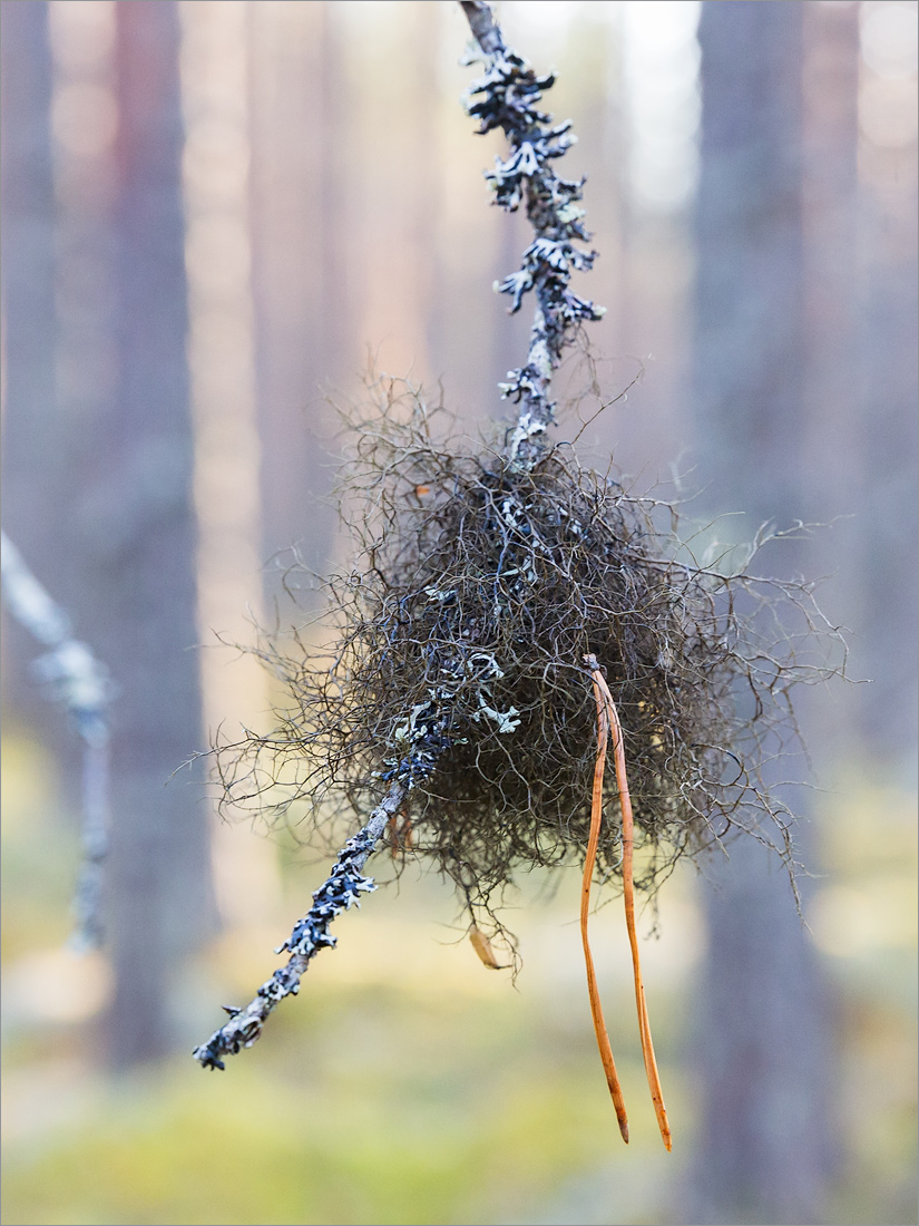 Изображение особи семейство Parmeliaceae.