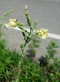 Lactuca indica