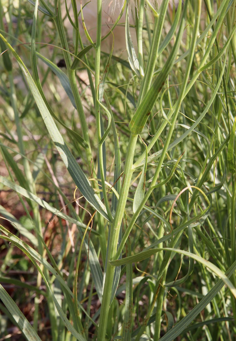 Image of Scorzonera ensifolia specimen.
