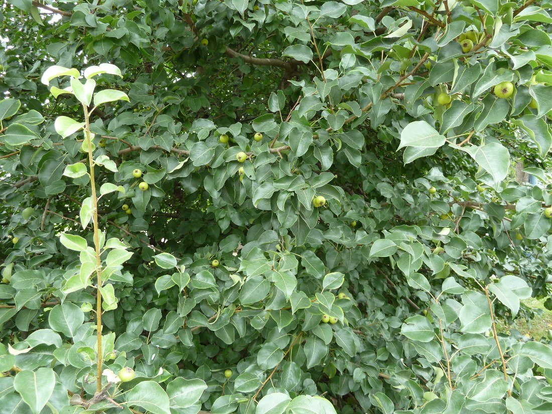 Image of Pyrus pyraster specimen.