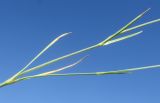 Dianthus carbonatus