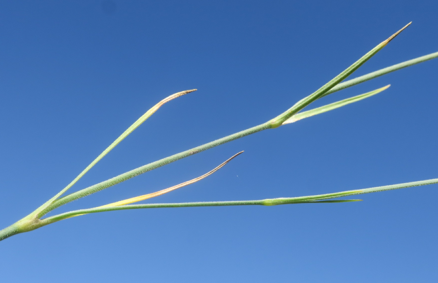 Изображение особи Dianthus carbonatus.