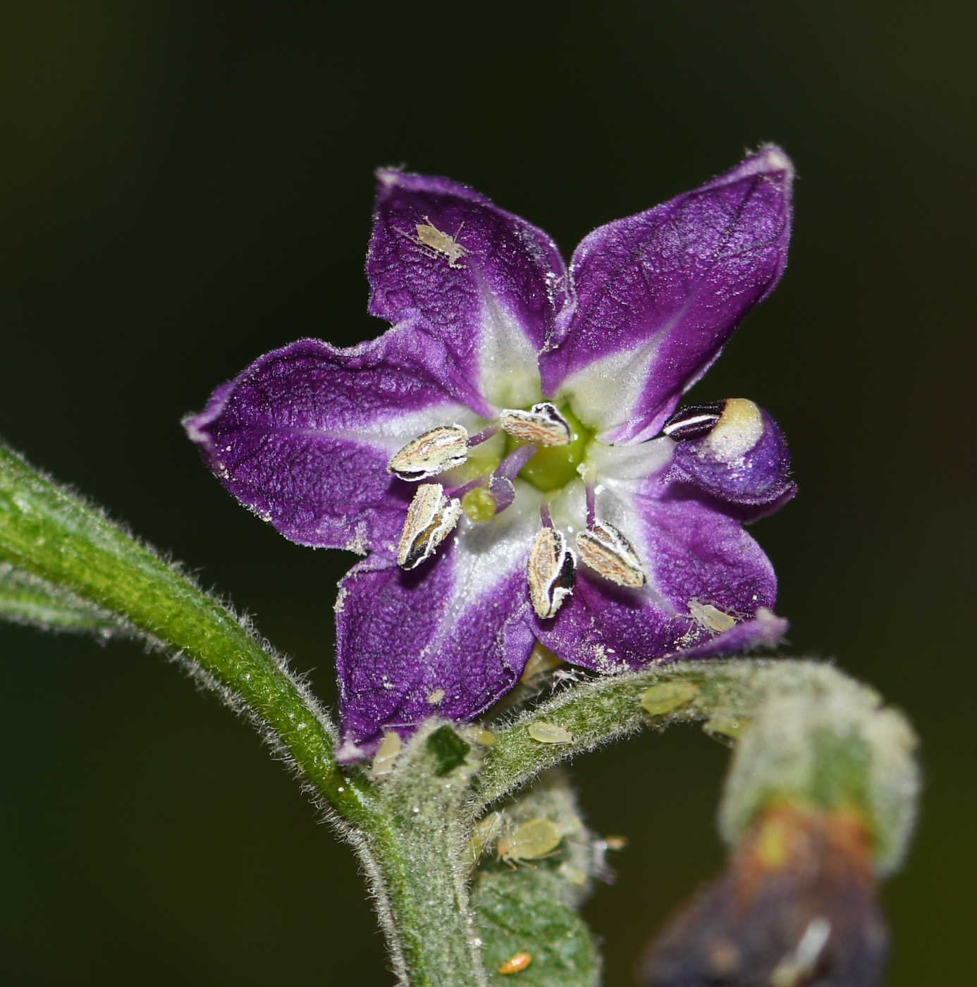 Image of Capsicum pubescens specimen.