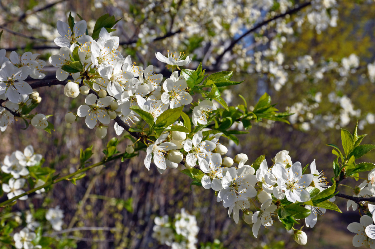 Image of Prunus domestica specimen.