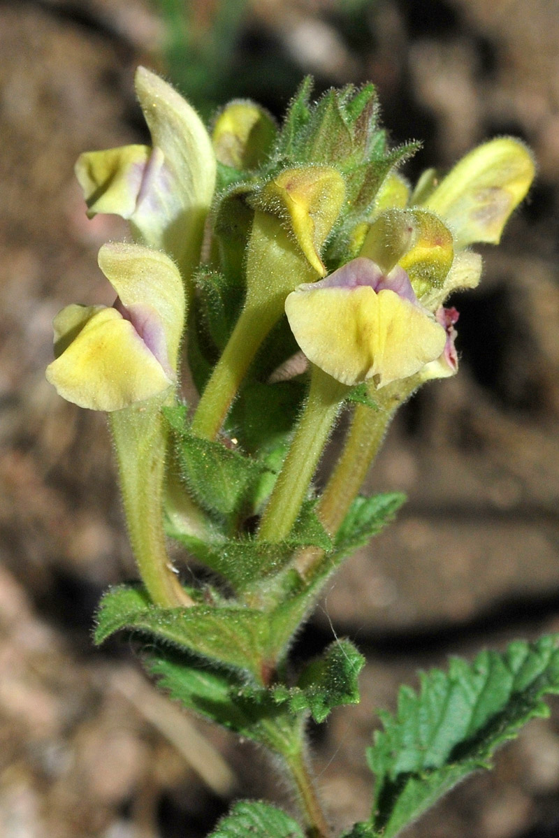 Image of Scutellaria adenostegia specimen.