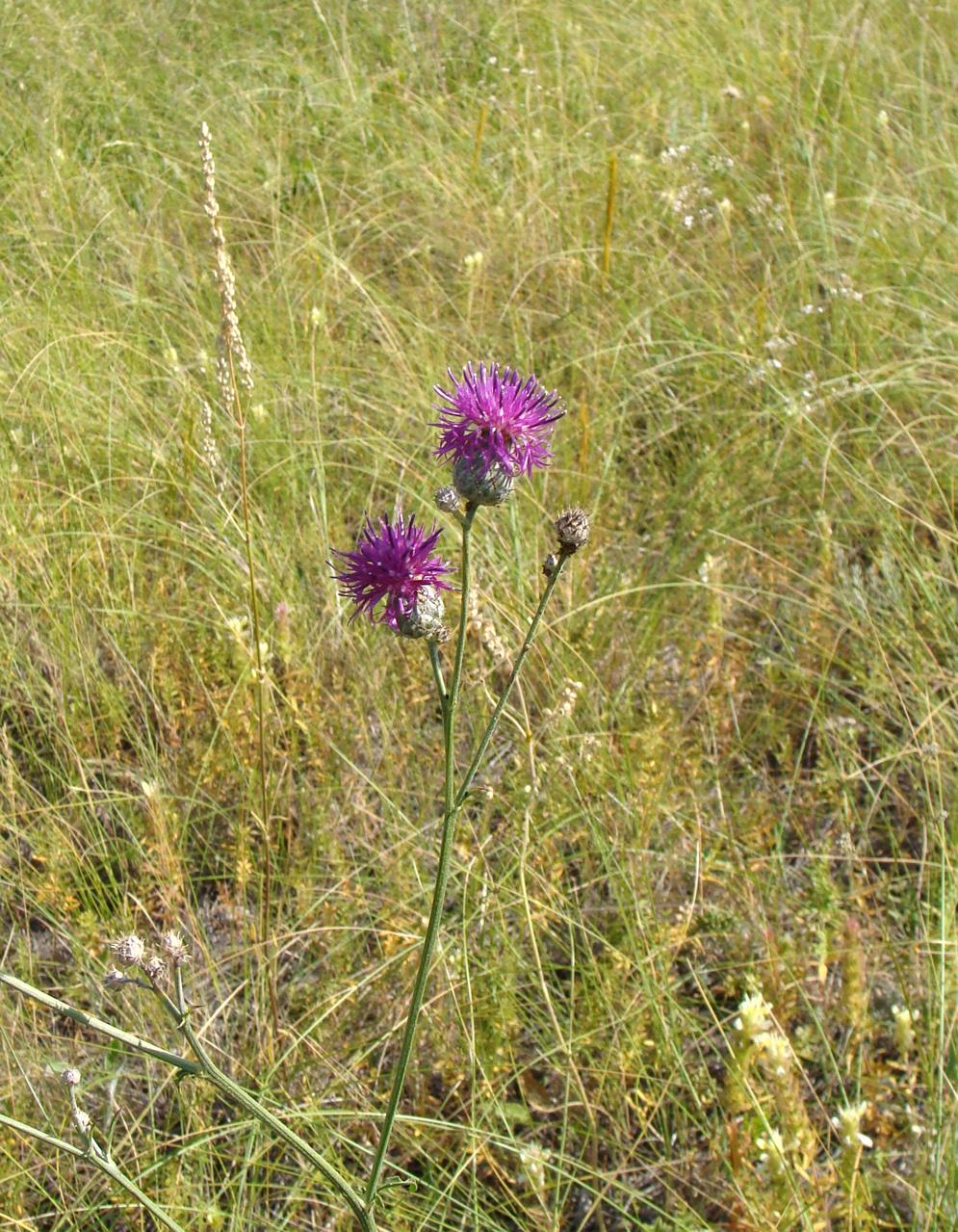 Image of Centaurea adpressa specimen.