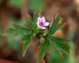 Geranium sibiricum