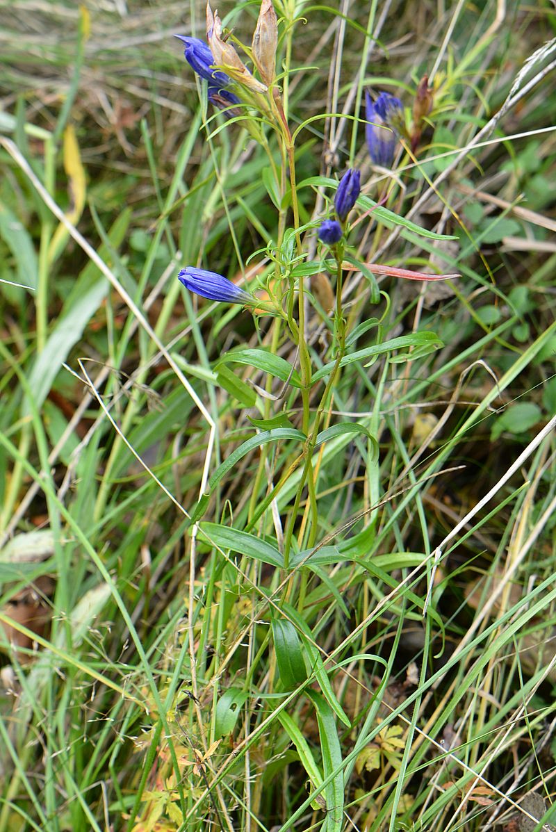 Изображение особи Gentiana pneumonanthe.