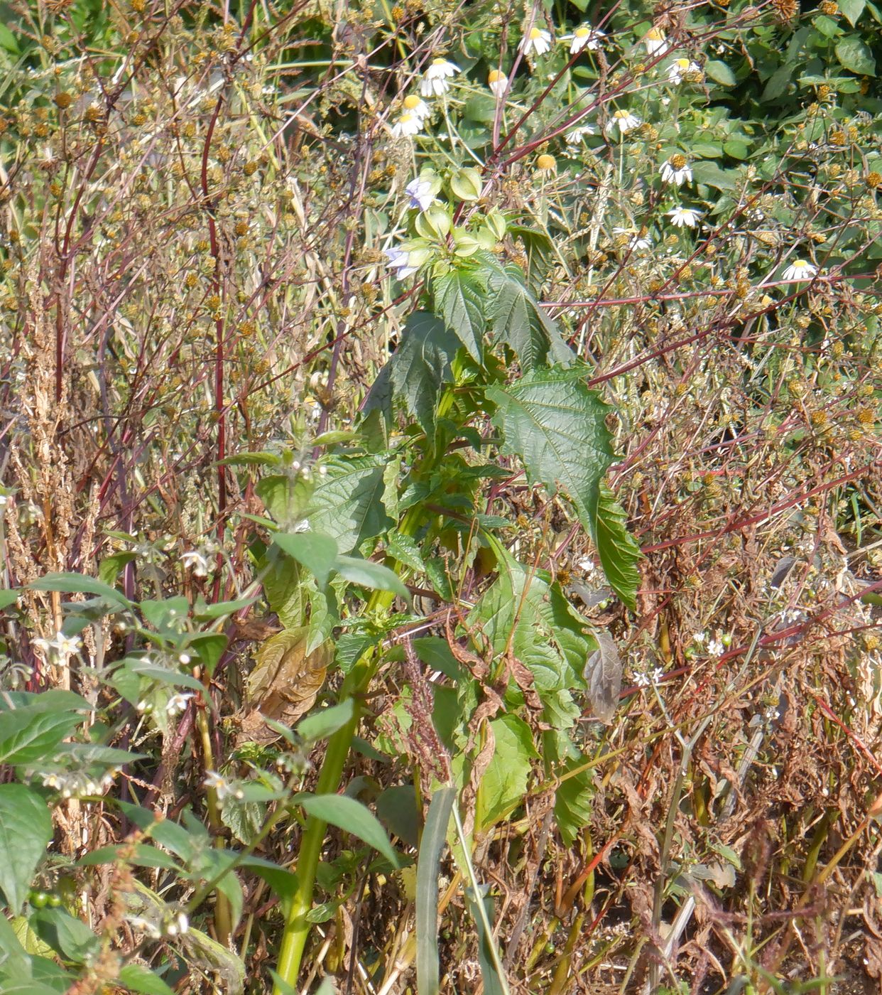 Image of Nicandra physalodes specimen.