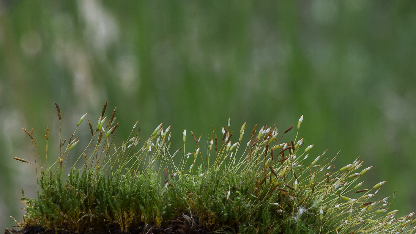 Изображение особи Tetraphis pellucida.