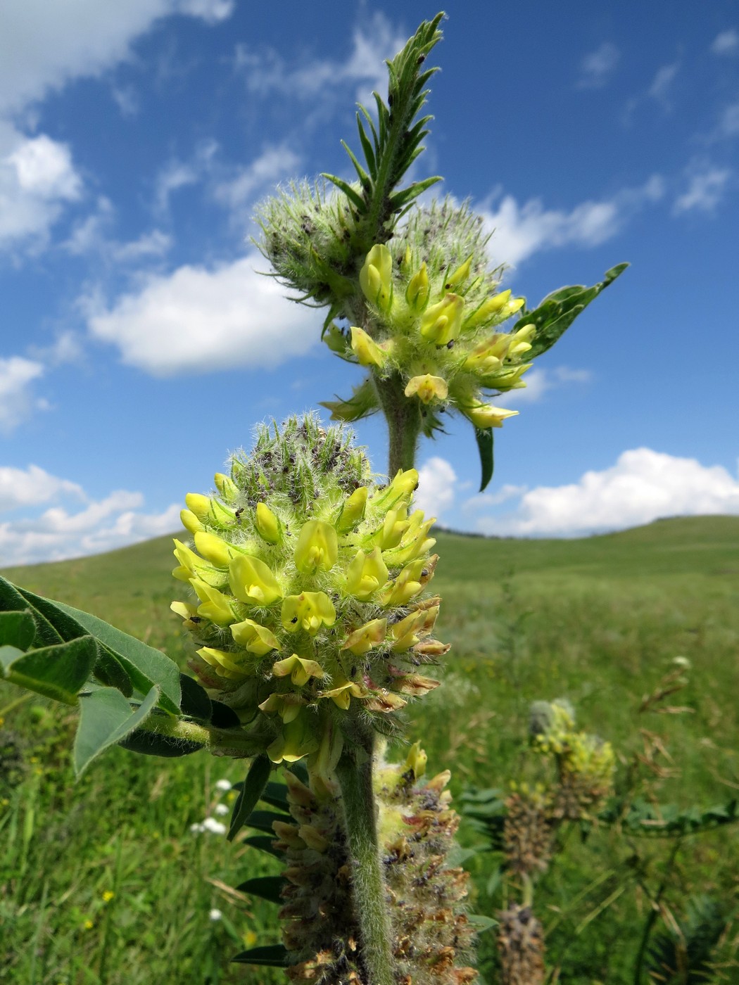 Image of Astragalus alopecurus specimen.