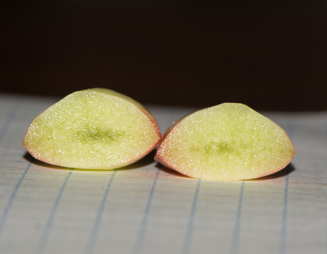 Image of Sedum adolphii specimen.