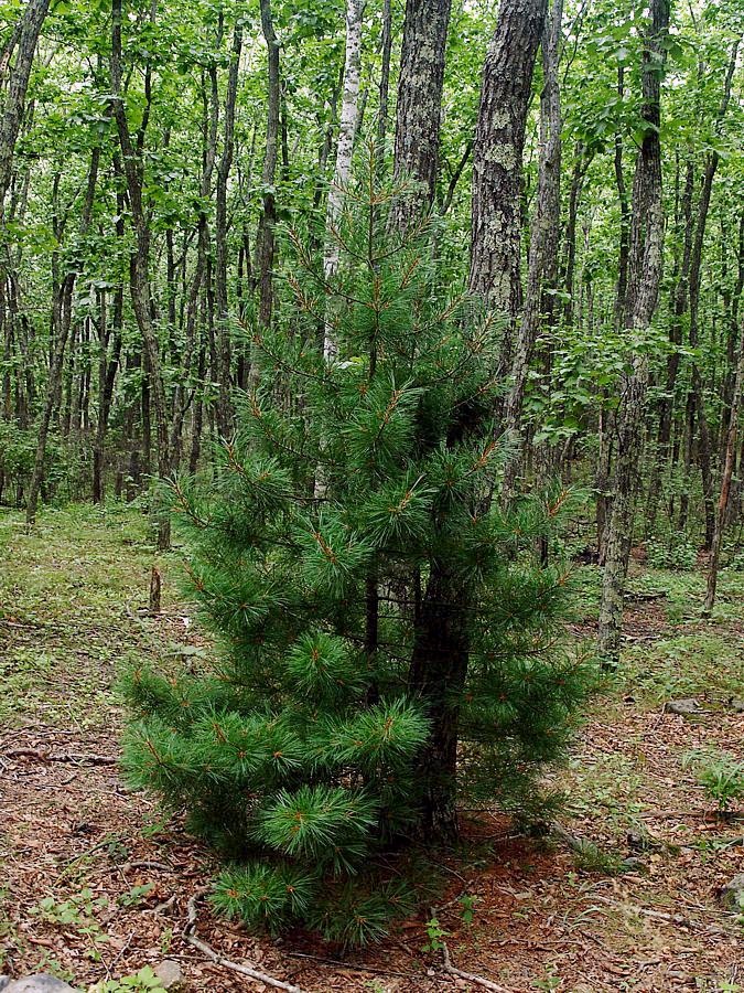 Изображение особи Pinus koraiensis.