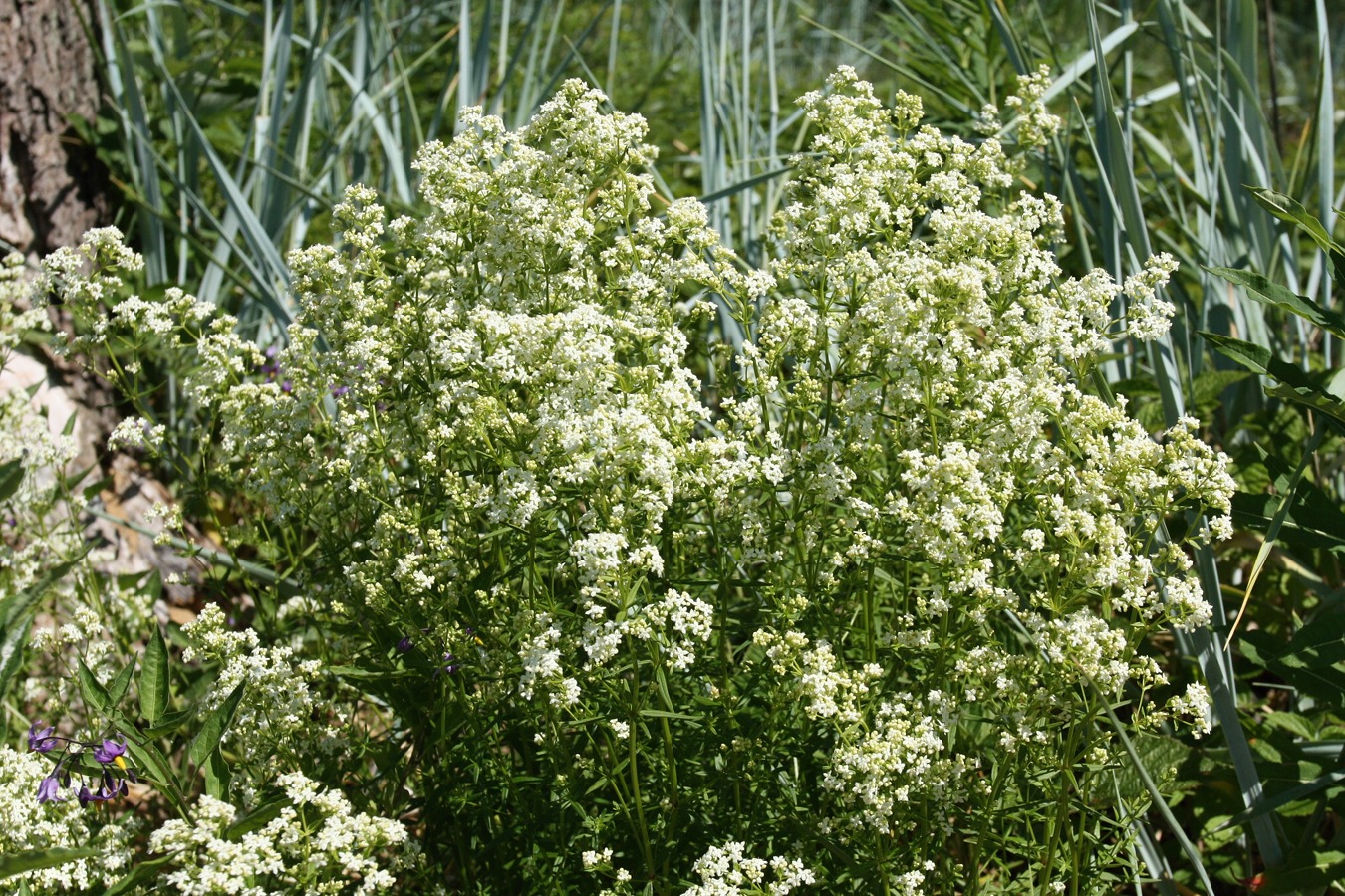 Image of Galium boreale specimen.