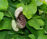 genus Aristolochia. Цветок и листья. Донецк, бот. сад. 01.05.2019.