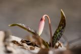 Erythronium caucasicum. Зацветающее растение. Краснодарский край, окр. г. Горячий Ключ, ущелье ерика Мальцева, широколиственный лес. 06.03.2021.