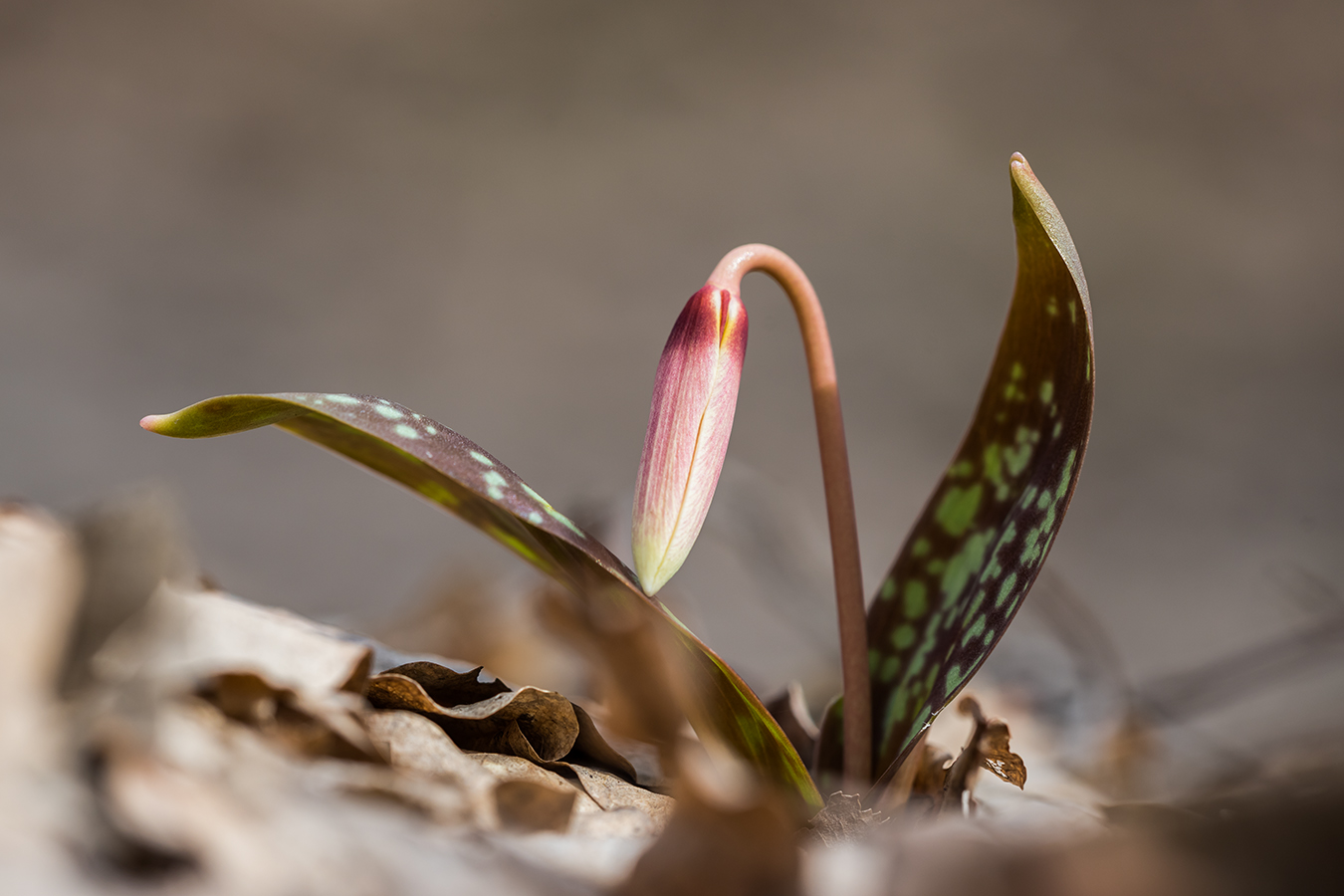 Изображение особи Erythronium caucasicum.