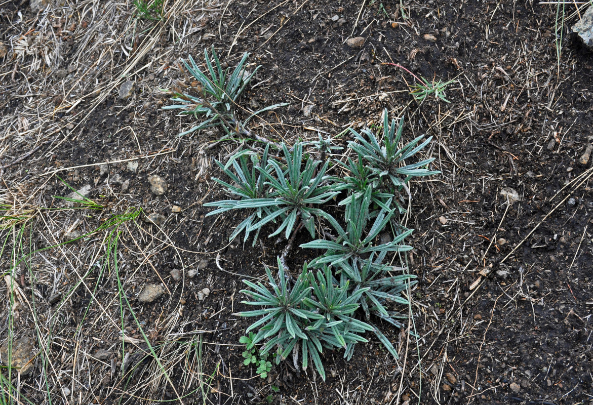 Image of Onosma simplicissima specimen.