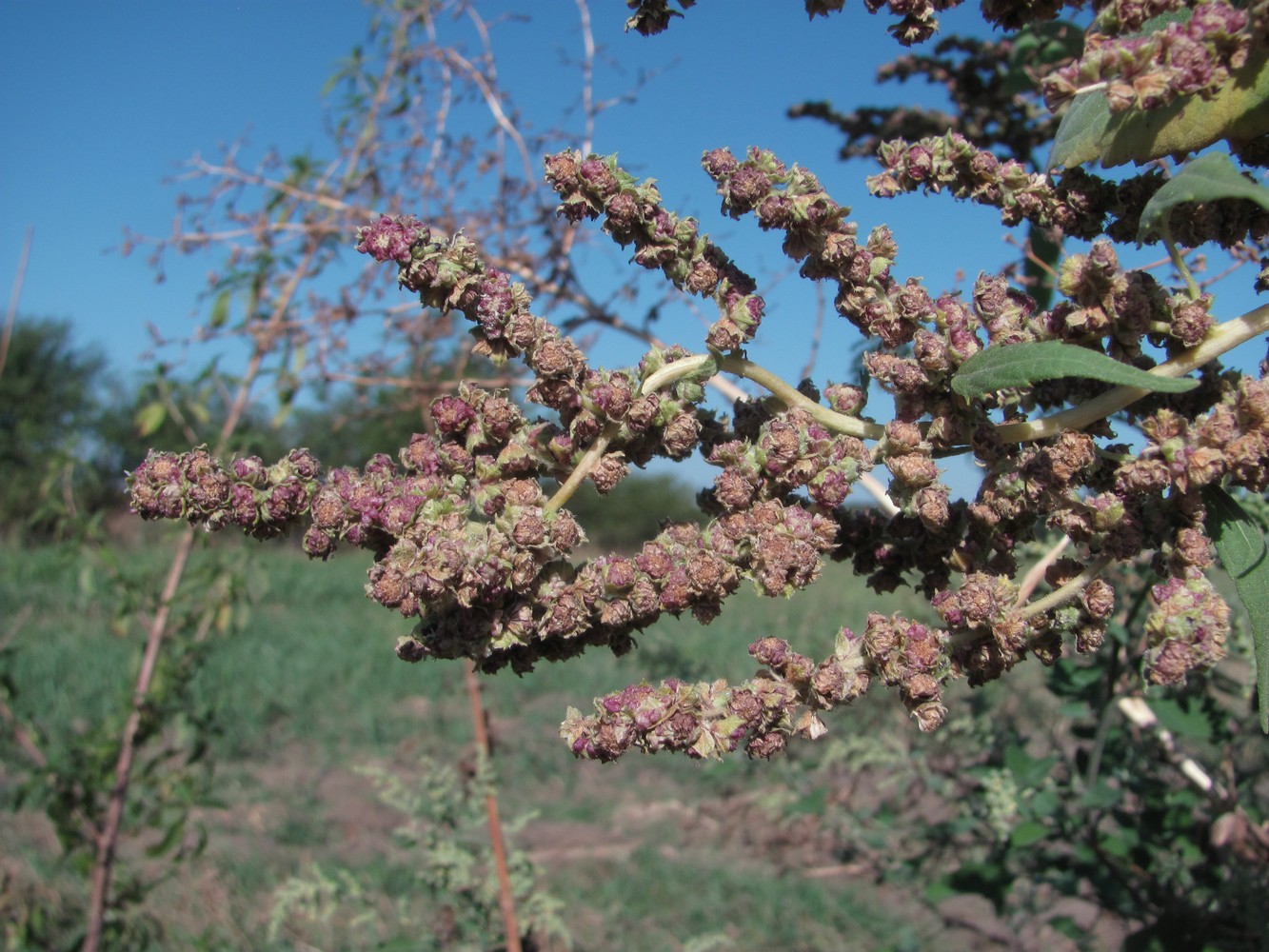 Изображение особи Cyclachaena xanthiifolia.