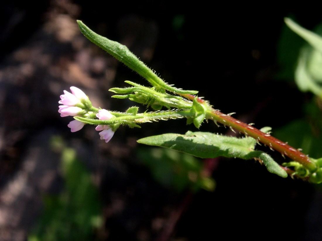 Image of Truellum japonicum specimen.