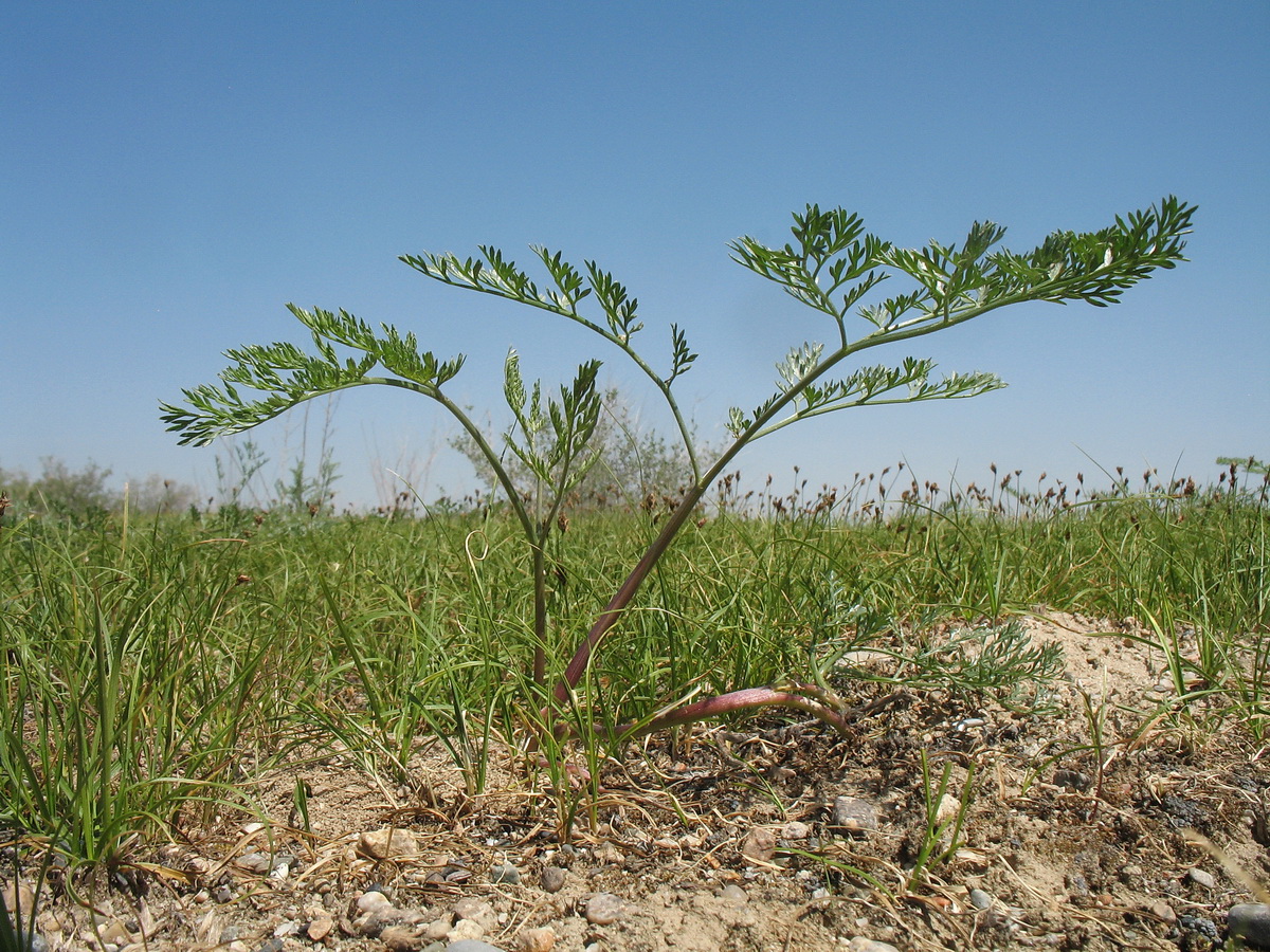 Изображение особи Ferula tschuiliensis.