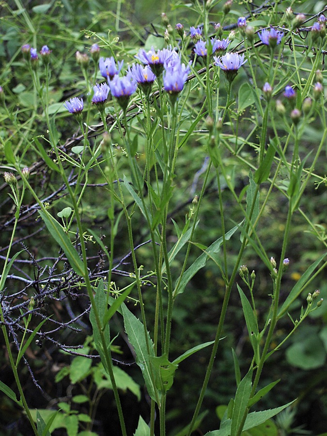 Изображение особи семейство Asteraceae.